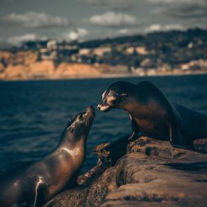 面费黄色毛片不用播放器播放
